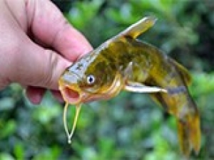 江蘇省新增黃顙魚和青蝦國家級水產種質資源保護區